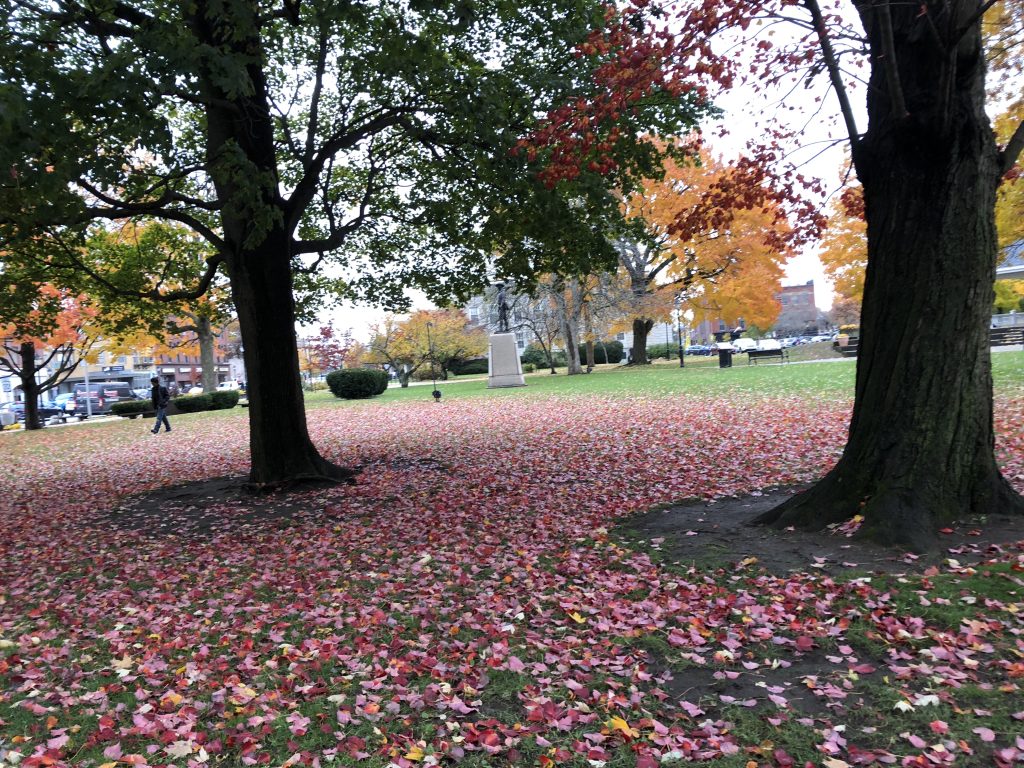 autumn leaves on the ground in a park