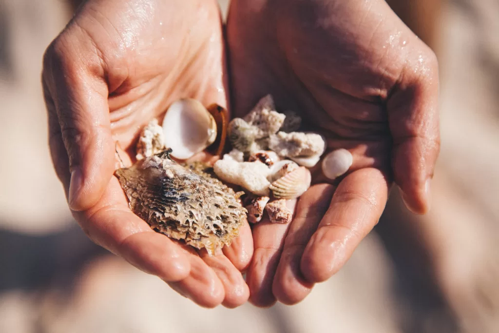 Close-up on wet hands holding sea shells from sea on sandy beach background