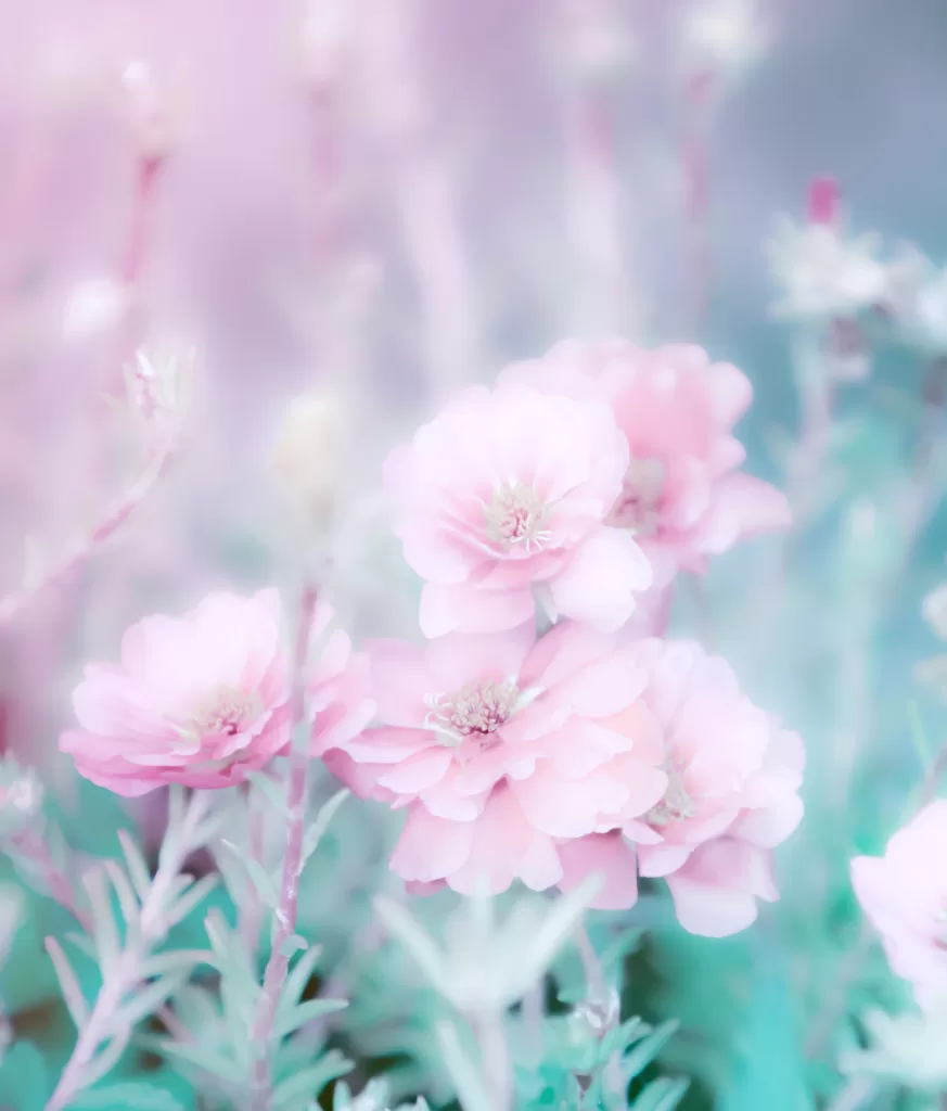 beautiful flowers made with color filters