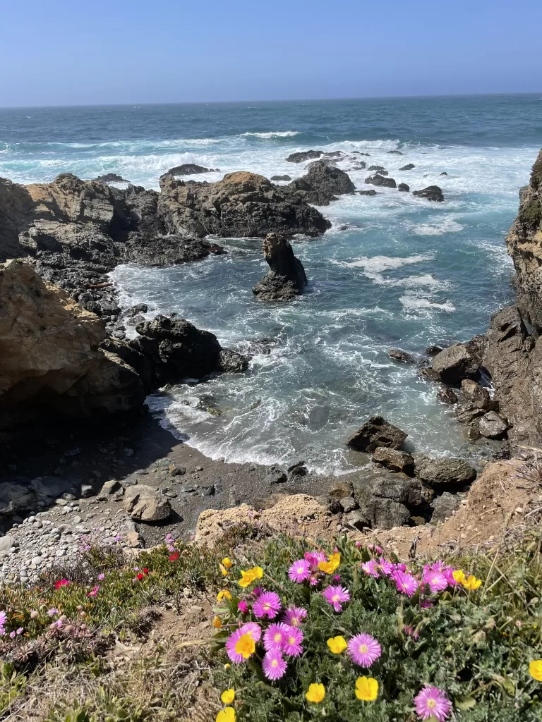 ocean coast and flowers