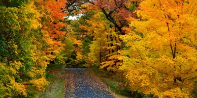 Metal-fall A road through autumn leaves